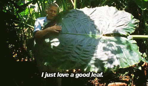 man pets enormous leaf