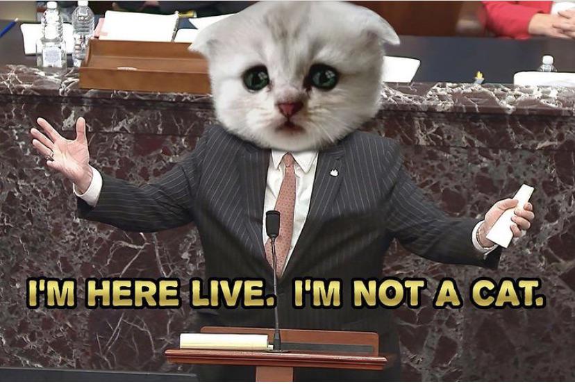 私は猫専門弁護士ではありません